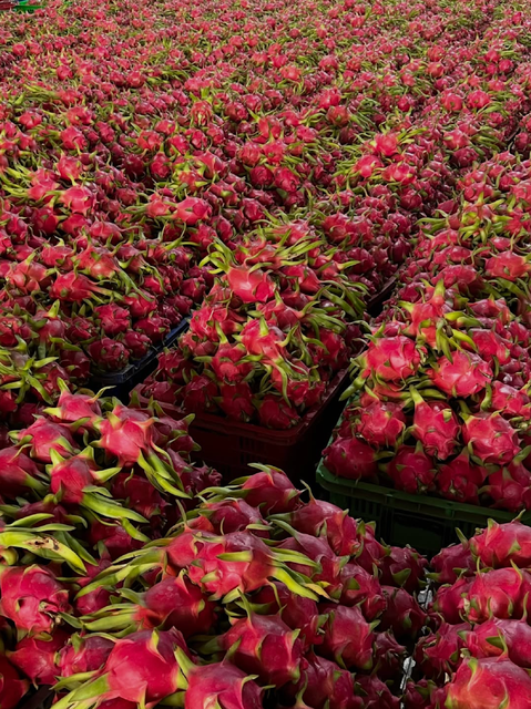 New Harvest Dragon Fruit Export Quality 9kg Attractive Vibrant Dragon Fruit On Sale - Image 4