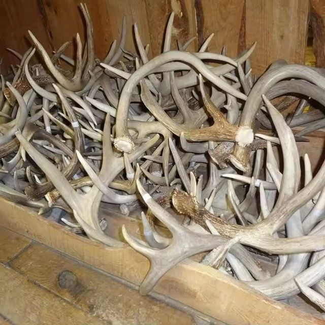 Reliable Red Deer Antler Horn Durable Natural Dog Chew Wholesale Price High Demand Product For Pet Supply Stores - Image 3
