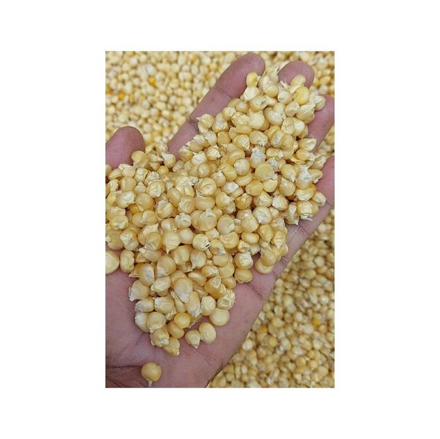 Top-quality white maize for sale ideal for animal feed and food industry - Image 4