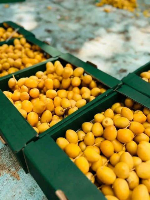 Barhi dates - Image 3