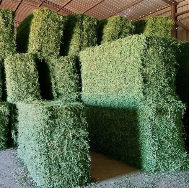 Fresh Harvest 20% Protein Alfalfa Hay For Livestock Nutrition Premium Green Alfalfa Hay For Export Quality Bulk Supply - Image 5