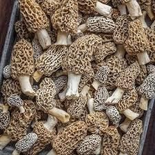 Morel Mushrooms Natural Wild Organic Mushrooms Healthy Food - Image 3
