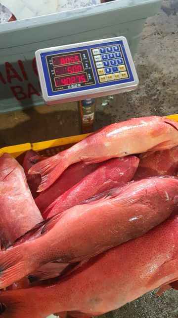 Red grouper - Image 1