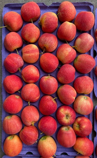 Fresh Royal Gala Apples for sale - Image 4