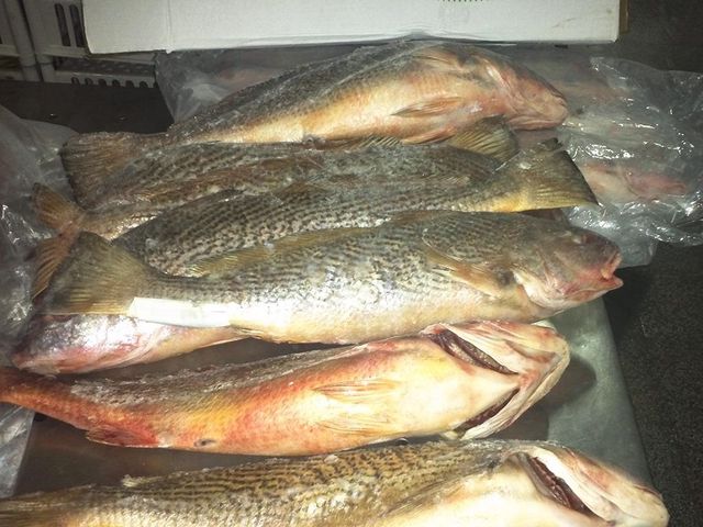 Fresh Frozen Yellow Croaker Fish Natural Ocean Harvest Premium Seafood for Commercial Buyers Family Meals - Image 4