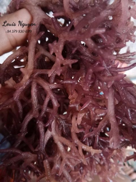 Top Exporter Premium Purple Eucheuma Cottonii. Special Products With Many Uses And Delicious Mr. Louis (WhatsApp: +84 379830699) - Image 3