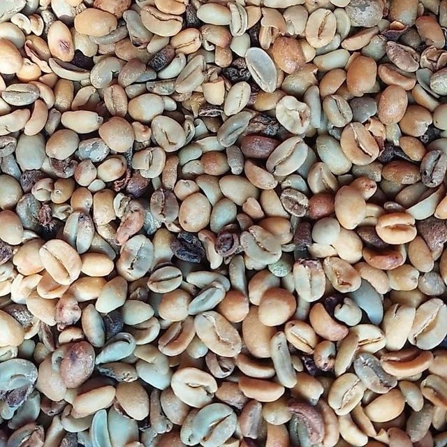 VIETNAMESE ARABICA GREEN BEANS COFFEE FULL WASHED FOR BULK, EXPORT QUALITY – product photo 3, product detail gallery