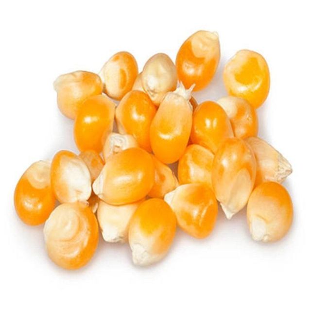 Reliable Maize Exporter Brazil – Best Pricesfrozenchickenexports.com – product photo 2, product detail gallery