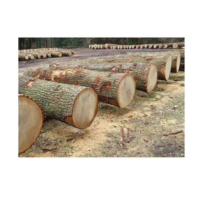 Factory Direct Ash Saw Logs – Large Diameter Custom Length Transport Destination Worldwide - Image 5