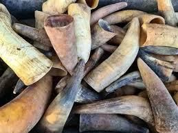 Raw cow horn , raw ox horn natural raw cow horn unfinished Grade AA Texture Natural Finish Unfinished Material Raw Cow H - Image 2