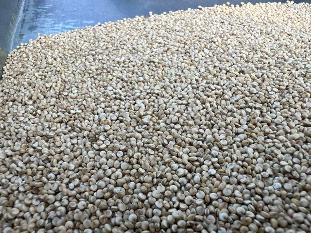 Quinoa Seeds - Chenopodium quinoa Color Red/White Shelf Life 3 Years Flavor Light, Nutty Place of Origin India Certification Non- GMO - Image 3