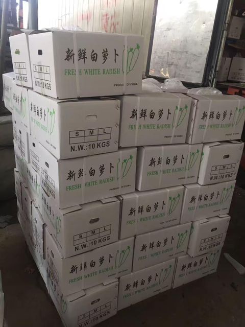 White Radish Daikon Organic No Form Qingdao Origin China Packaging box Weight (kg) 7KG Size 700g - 1.5kg Place of Origin China - Image 3