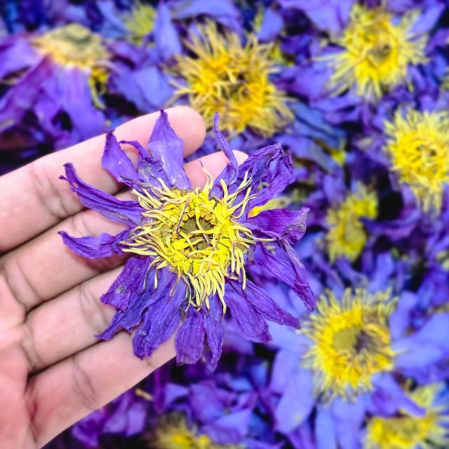 Dehydrated Blue Lotus Whole Flower Tea - Image 1