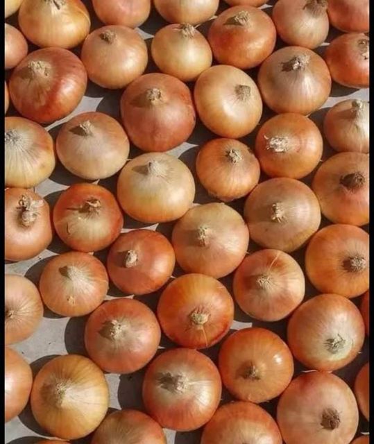 Onions - Image 2