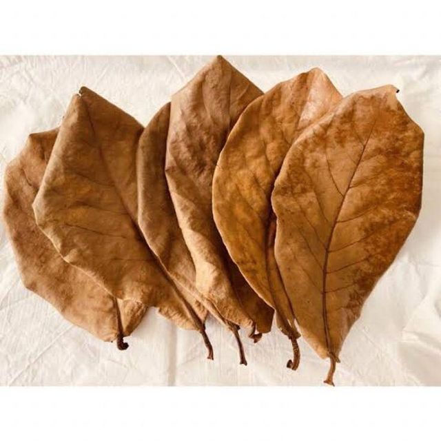 Cattapa Leaves Super Grade - Image 2