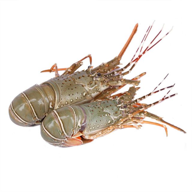 Frozen Lobster Tail Collection Featuring Rich Natural Flavor Tender Texture And Dependable International Supply - Image 3