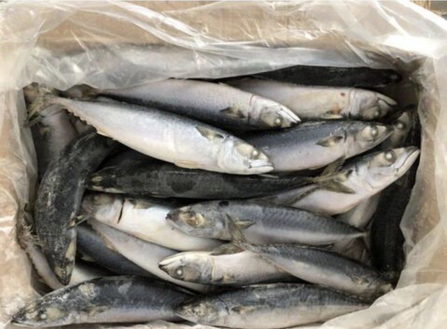 Frozen Mackerel Fish For sale in Bulk - Image 5