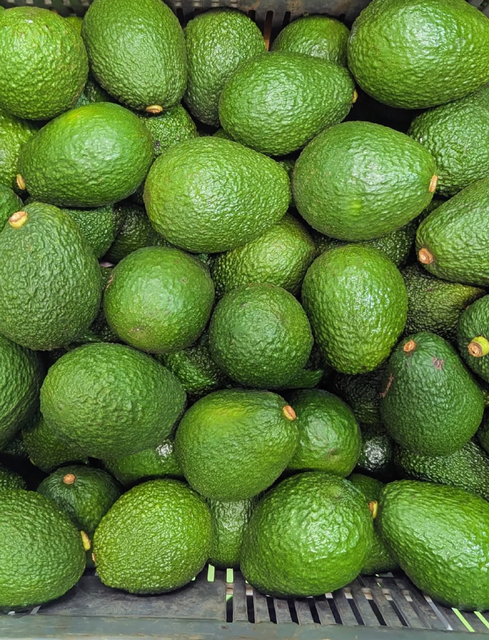 IDEAL RIPENING PERFORMANCE AVOCADOS RICH BUTTERY FLAVOR FRESH HARVEST QUALITY AVOCADO ON SALE - Image 4