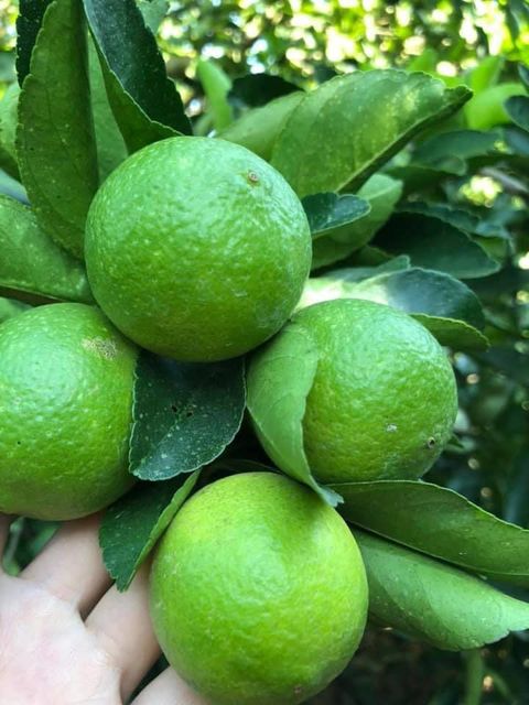 Vietnam seedless fresh lemon / fresh lime - Wholesale for lemon extract / lime essential oil - High quality Citrus Fruit - Image 4