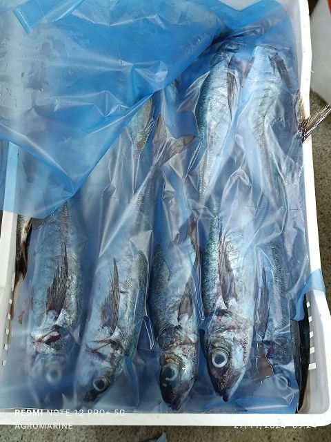 JACK MACKEREL Origin Chile Fao Code Fao 87 Species Trachurus Murphy Size Range 300-500 And 500-900 Packaging Block Per 10 Kgs. Sacks Or Box Per 20 - Image 1