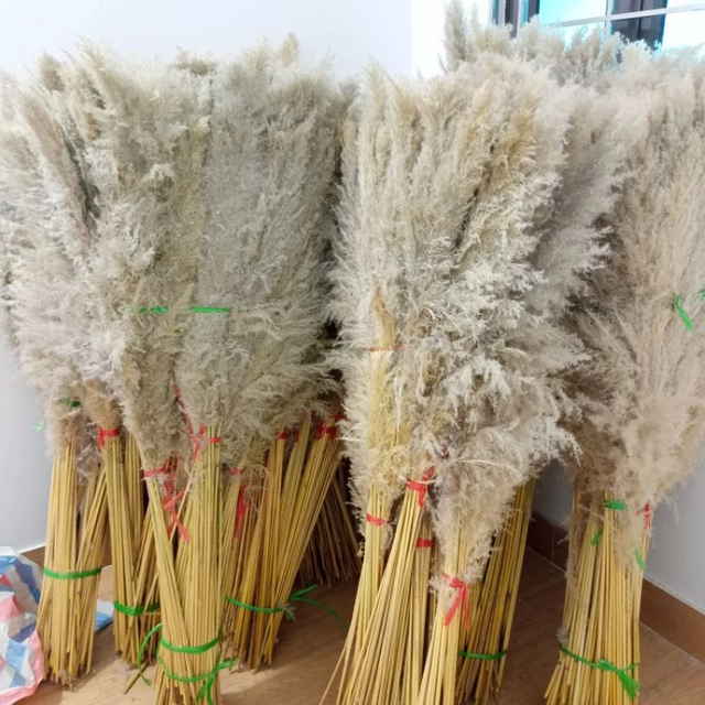 Natural Dried Pampas Grass - Premium Fluffy Plumes for Home & Event Decoration - Image 4