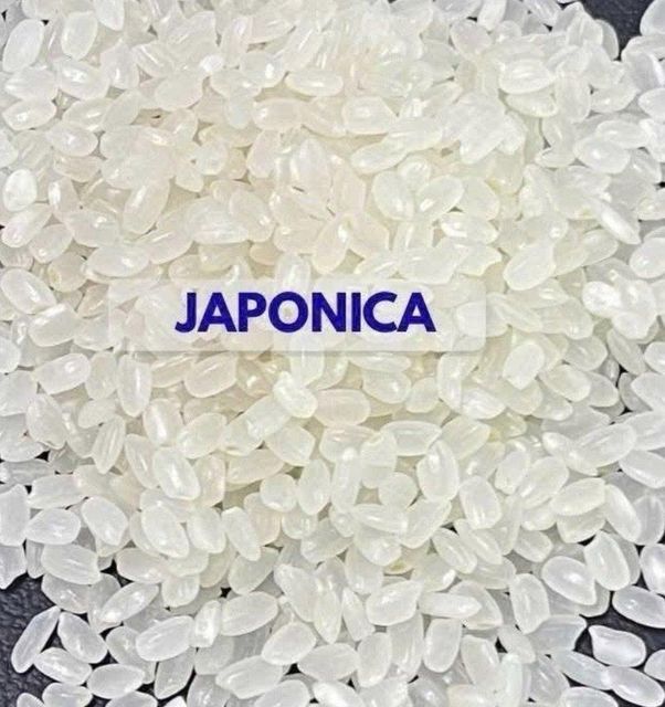 Vietnam Japonica Rice 5% Broken - Short Grain Sushi Rice for Export – product photo 3, product detail gallery