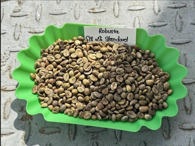 Robusta Green Coffee Beans S18 High Quality TNFOOD Factory Direct Export from Kenya - Image 4