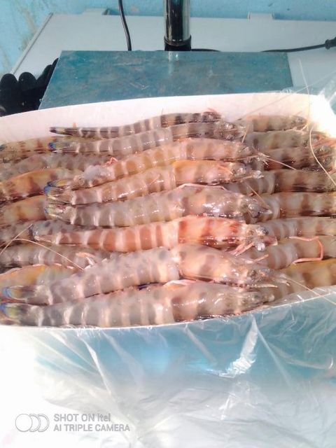 Frozen Raw Shrimp — PD (Peeled & Deveined, Tail-off) — Wild-Caught Atlantic - Image 2