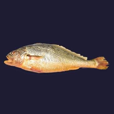 Frozen Yellow Croaker Whole - Image 2