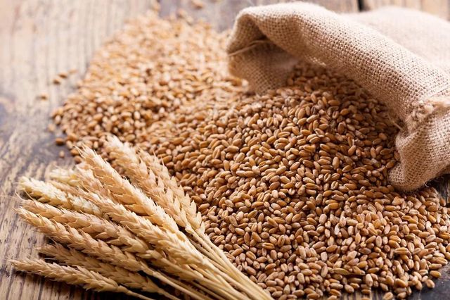 High Quality Wholesale Supplier Organic Whole Wheat Grain for Sale in Reasonable Price - Image 2