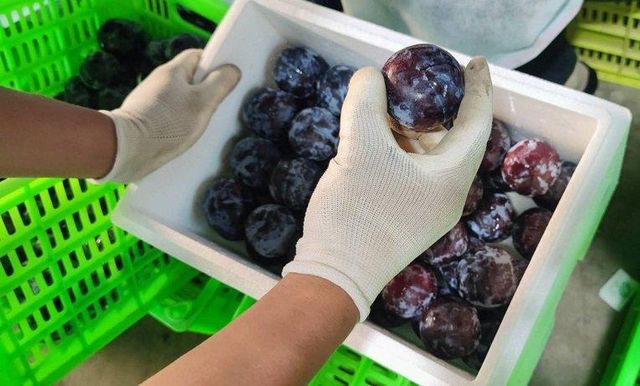 Fresh Plums Premium Orchard Harvest For Import Distribution Delivering Juicy Texture Fresh Flavor And Visual Quality - Image 3