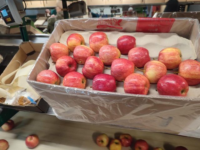 FRESH APPLES FOR EXPORT — GALA (Main Variety) | Middle East & India Ready - Image 4
