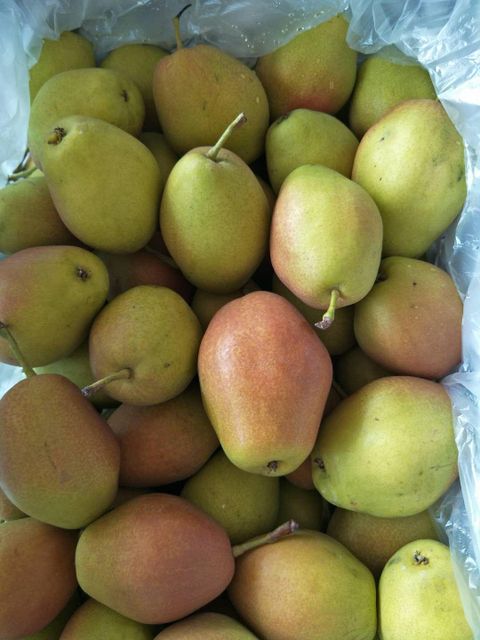Fresh Red Fragrant Crisp Pears for Premium Global Markets Grade A Taste Sweet Size 150g up Quality Clean Storage Type 0 Shape Round-to-oval - Image 3