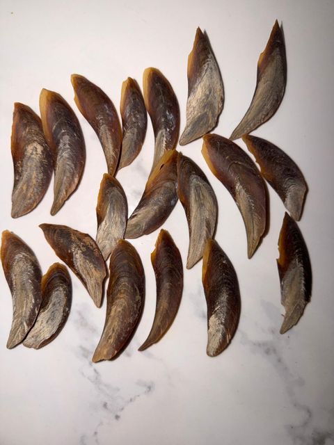 Natural Dried Conch Operculum – Cleaned & Sun-Dried - Image 3