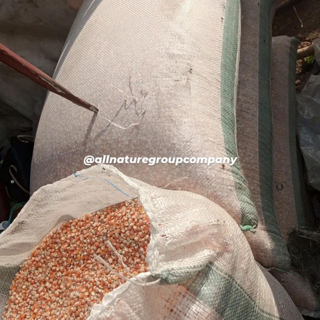 YELLOW CORN MAIZE - Image 5