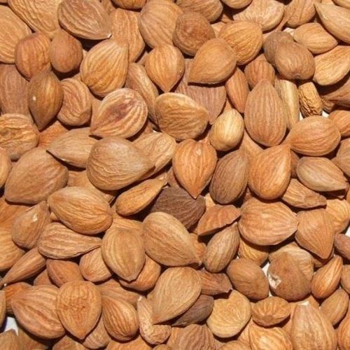 Raw Organic Bitter Apricot Seeds High Nutrition Kernels Cheap Bulk Wholesale Price - Image 5