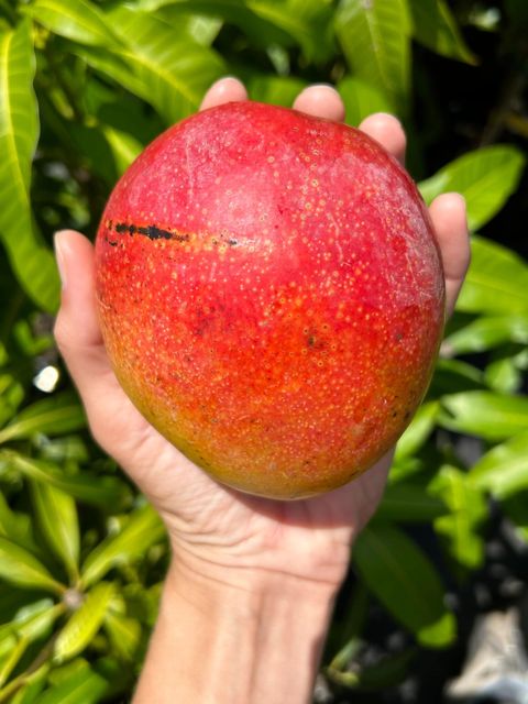 Fresh HADEN MANGOES Rich Juicy Texture Perfect For Fruit Lovers Healthy Snacks And Wholesale Fruit Buyers - Image 3