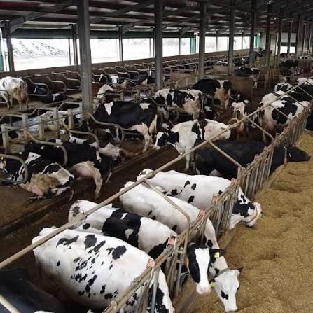 Pregnant Dairy Cattle/ Holstein Heifer Cows for sale - Image 4
