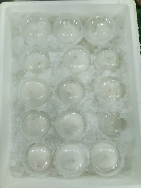 Thai Young Coconut Fresh Frozen Meat Naked Coconut Snowball 100% Natural Sweet Taste Coconut Water Best Selling - Image 3