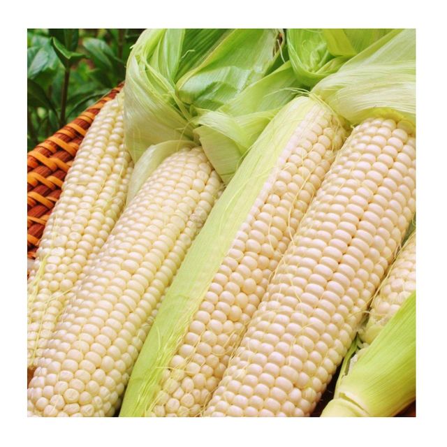 Corn Whitecorn Factory Supply Natural And Fresh Delicious Grains Full And Sweet Waxy Corn - Image 4