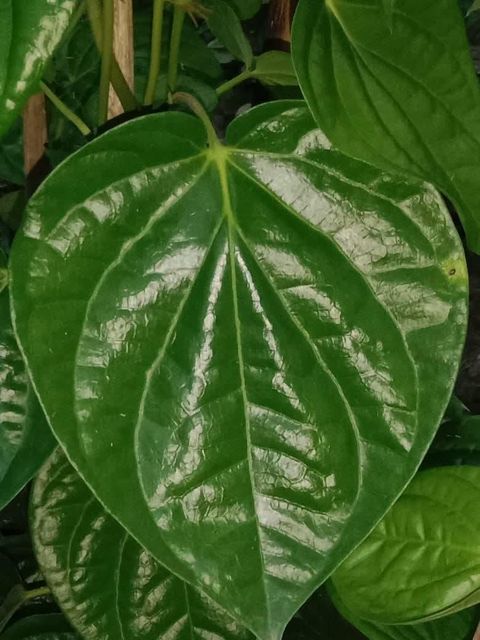 Betel leaf - Image 3