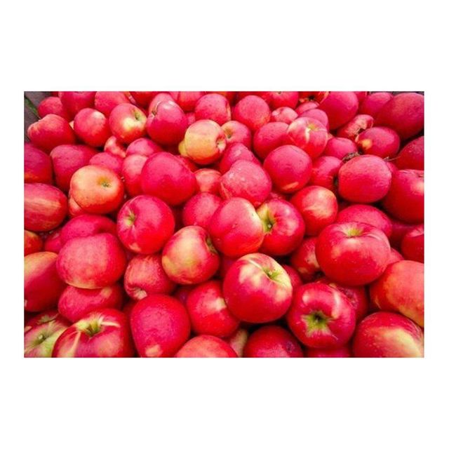 Premium Quality Red Apple Fresh red delicious applesprices fresh apple fruit in bulk - Image 3