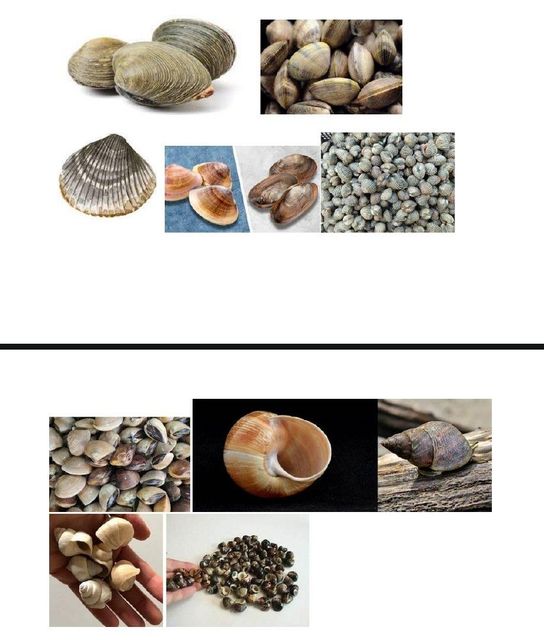 Seashells Organic Yes Catch Method Wild-Caught - Image 4