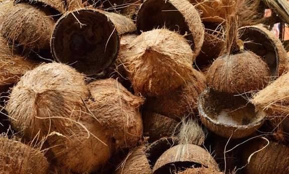 Raw Coconut Shell - Image 2