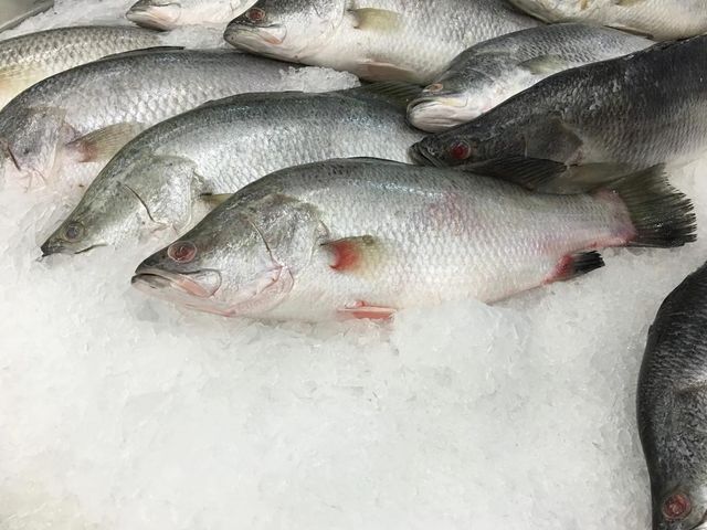 Frozen Sea Bass Fish Skin On Fillet High Yield Cut Naturally Tender White Flesh With 98% Quality Preservation - Image 3