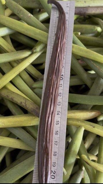 Grade A Vanilla Beans 16-20cm, Sun Cured, High Vanillin Origin Indonesia - Image 1