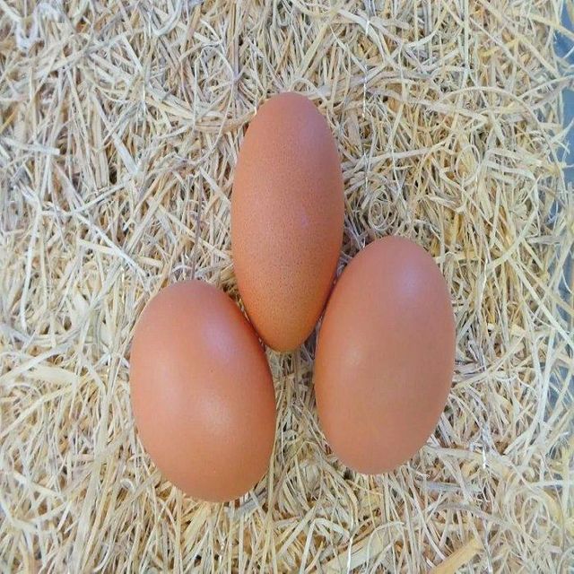 Natural Isa Brown Hatching Eggs Suitable For Incubators And Poultry Breeding Programs - Image 3