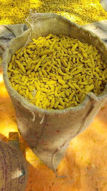 Turmeric finger double polished – product photo 3, product detail gallery