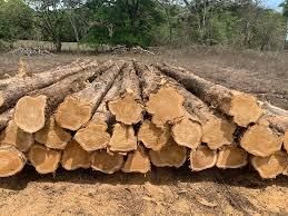 TEAK LOGS FROM PLANTATIONS Grade AA Minimum Volume 150m3 Average Age 13 Years Standard Length 2.5 M Place of Origin BRAZIL - Image 2