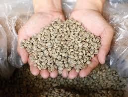 Vietnam Green Coffee Bean High Quality for Exporting - Image 5